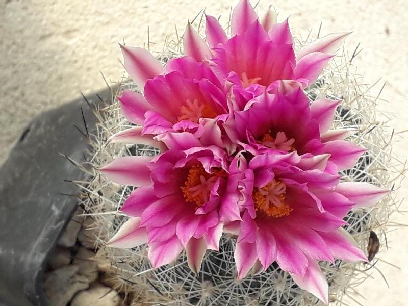 gymnocactus beguinii.jpg